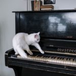 cat on a piano